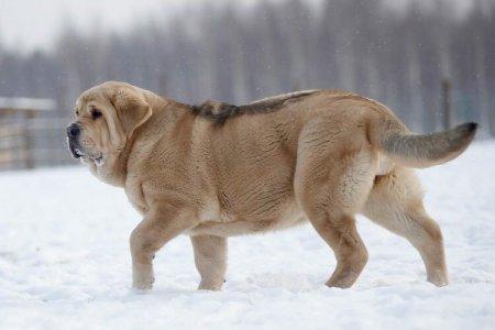 Мастиф бойцовский собака фото