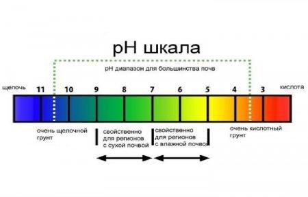 Лакмусовая бумажка - Как определить кислотность почвы