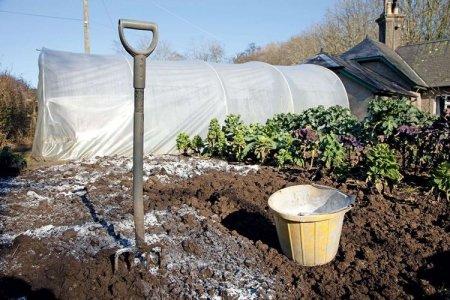 Как раскислить почву на огороде доломитовой мукой