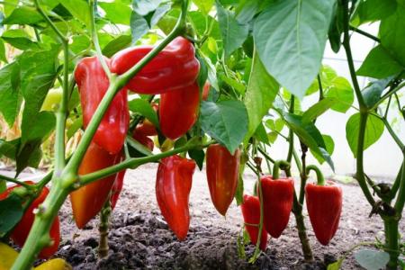 Как подкормить рассаду томатов; сроки и виды удобрений для максимального урожая