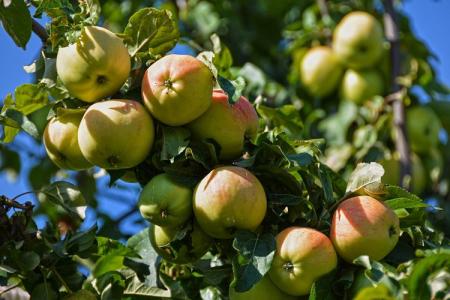 Как правильно и чем подкормить яблоню весной