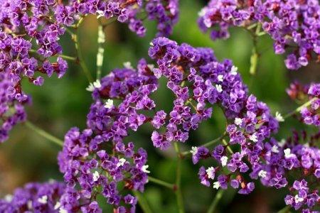 Цветы для клумбы - фото с названиями, каталог многолетних и однолетних ...