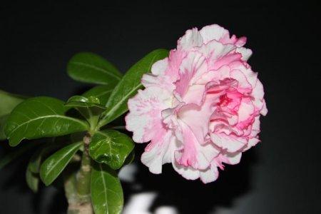 Цветы похожие на розы но не розы названия и фото