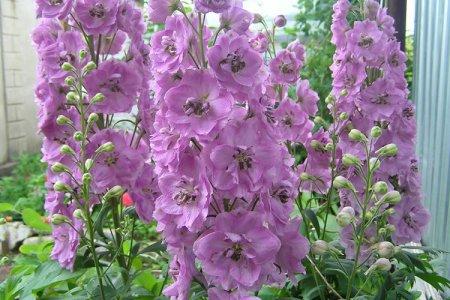 Дельфиниум (70 фото): сорта, правильный уход и выращивание
