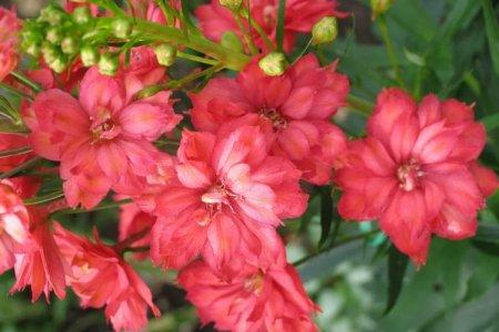 Дельфиниум (70 фото): сорта, правильный уход и выращивание