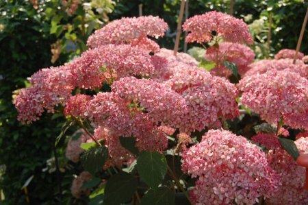 Древовидная гортензия (60 фото): сорта, уход и выращивание