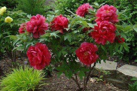 Древовидные пионы (70 фото): сорта, правильный уход и выращивание