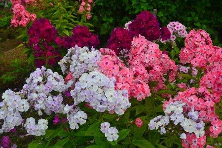 Флоксы (60 фото) - виды, уход и выращивание