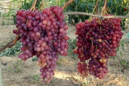 Сорт винограда княжна фото и описание