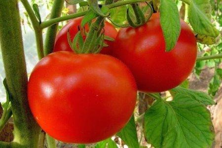 Низкорослые томаты - лучшие сорта с фото и названиями (каталог)