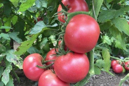 Сорта розовых помидоров с фото и описанием