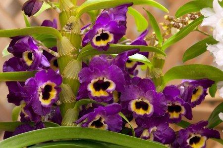 Цветы семейства орхидей фото и название