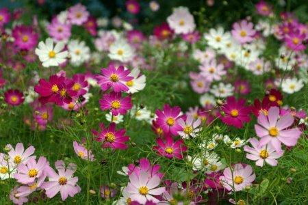 Каталог однолетних цветов с фото