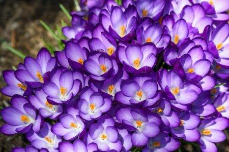 Фиолетовые цветы - названия, фото и описания (каталог)