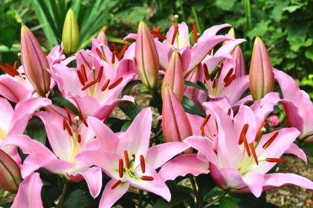 Лилия (50 фото): виды, уход и посадка цветка в открытом грунте