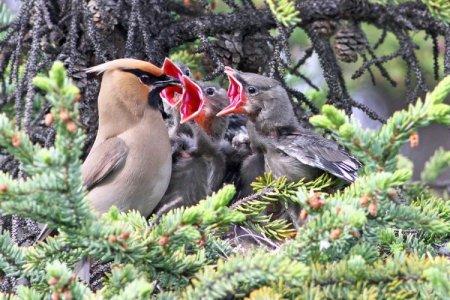 Свиристель фото птицы зимой в сибири