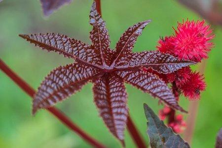 Клещевина в саду фото оформление