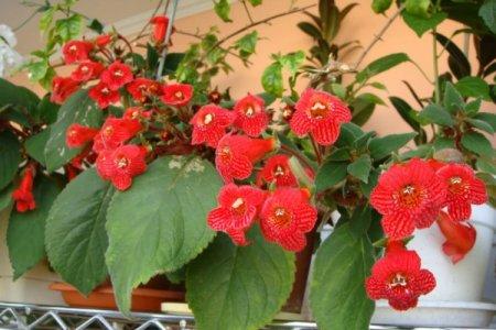 Домашний цветок с красными цветами фото и названия