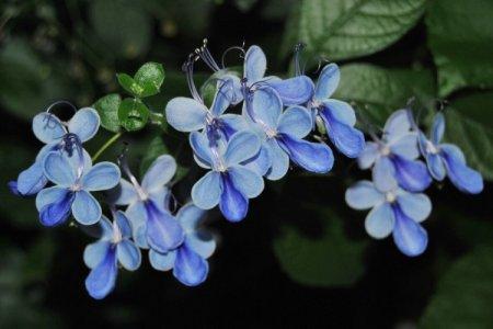 Голубые невысокие многолетние цветы фото и названия