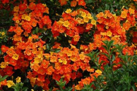 Многолетние оранжевые цветы фото и названия