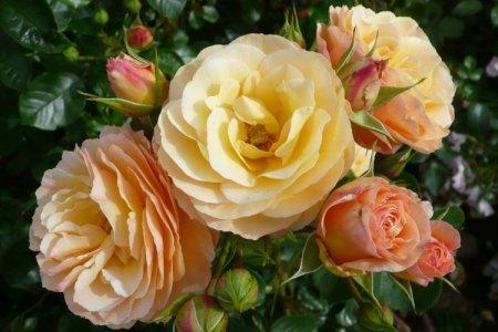 Роза флорибунда шанти фото