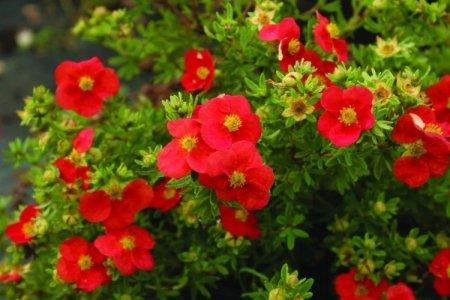 Лапчатка (60 фото) - виды, уход и посадка в открытом грунте