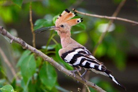Удод (50 фото): описание птицы, чем питается и где обитает