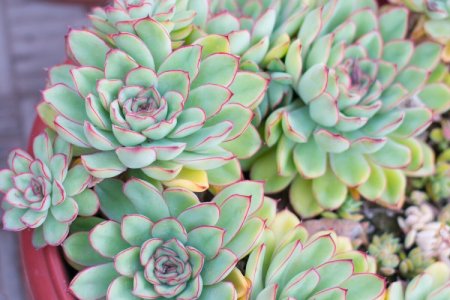 Эхеверия (50 фото) - виды, посадка и уход в домашних условиях