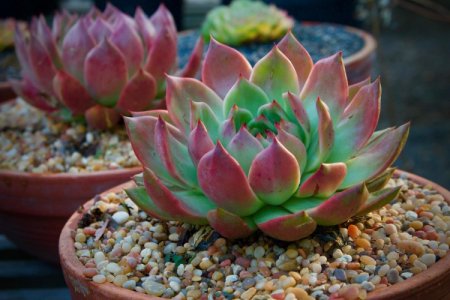 Эхеверия (50 фото) - виды, посадка и уход в домашних условиях