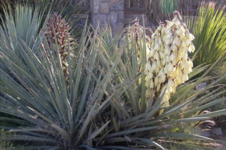 Юкка (60 фото) - виды, уход и выращивание в открытом грунте