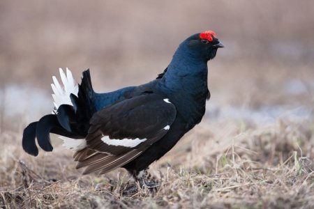 Тетерев (50 фото): описание птицы, где водится и чем питается