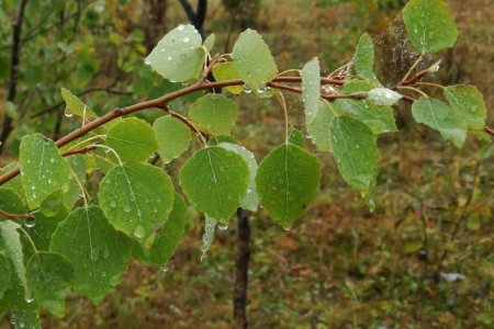 Выращивание осины Выращивание осины