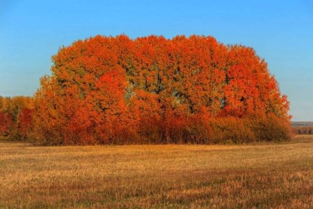 Осина – фото Осина – фото