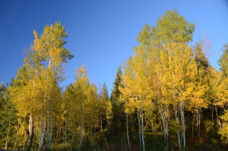 Осина – фото Осина – фото