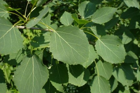 Осина – фото Осина – фото