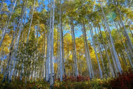 Осина – фото Осина – фото