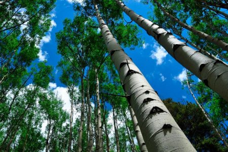 Виды осины Виды осины