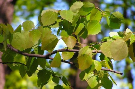 Осина – фото Осина – фото