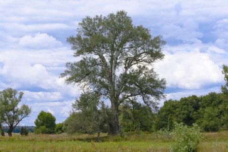 Осина – фото Осина – фото