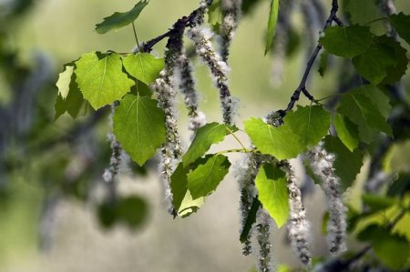 Осина – фото Осина – фото