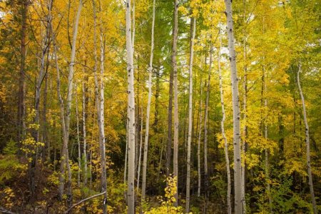 Осина – фото Осина – фото