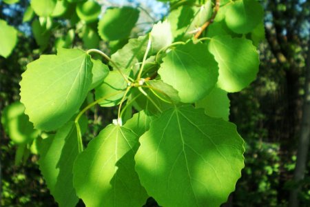 Где растет осина Где растет осина