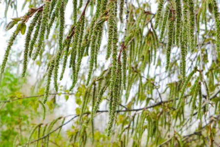 Когда цветет осина Когда цветет осина