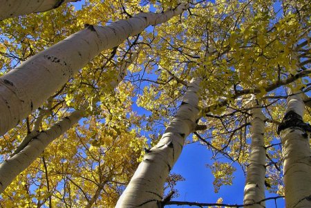 Лечебные свойства Лечебные свойства