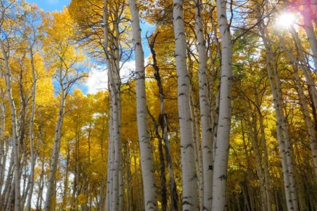 Осина в озеленении Осина в озеленении