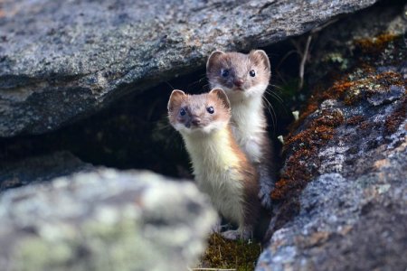 Как выглядит горностай фото