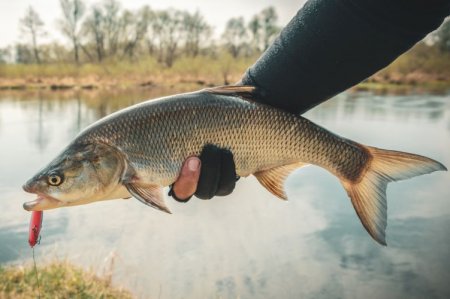 Жерех (40 фото): описание рыбы, как выглядит и где водится