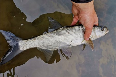 Жерех фото и описание где водится