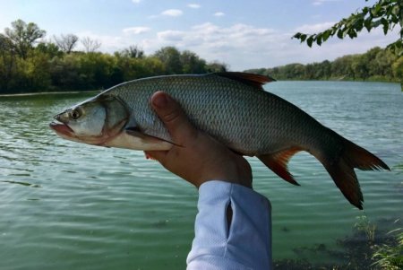 Жерех фото и описание где водится