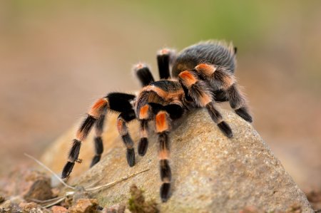 Виды пауков: названия, фото и описания внешности (каталог)
